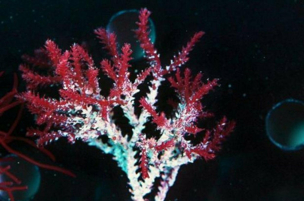 Морских красных Король шип макросов водоросли морской риф рефугиум