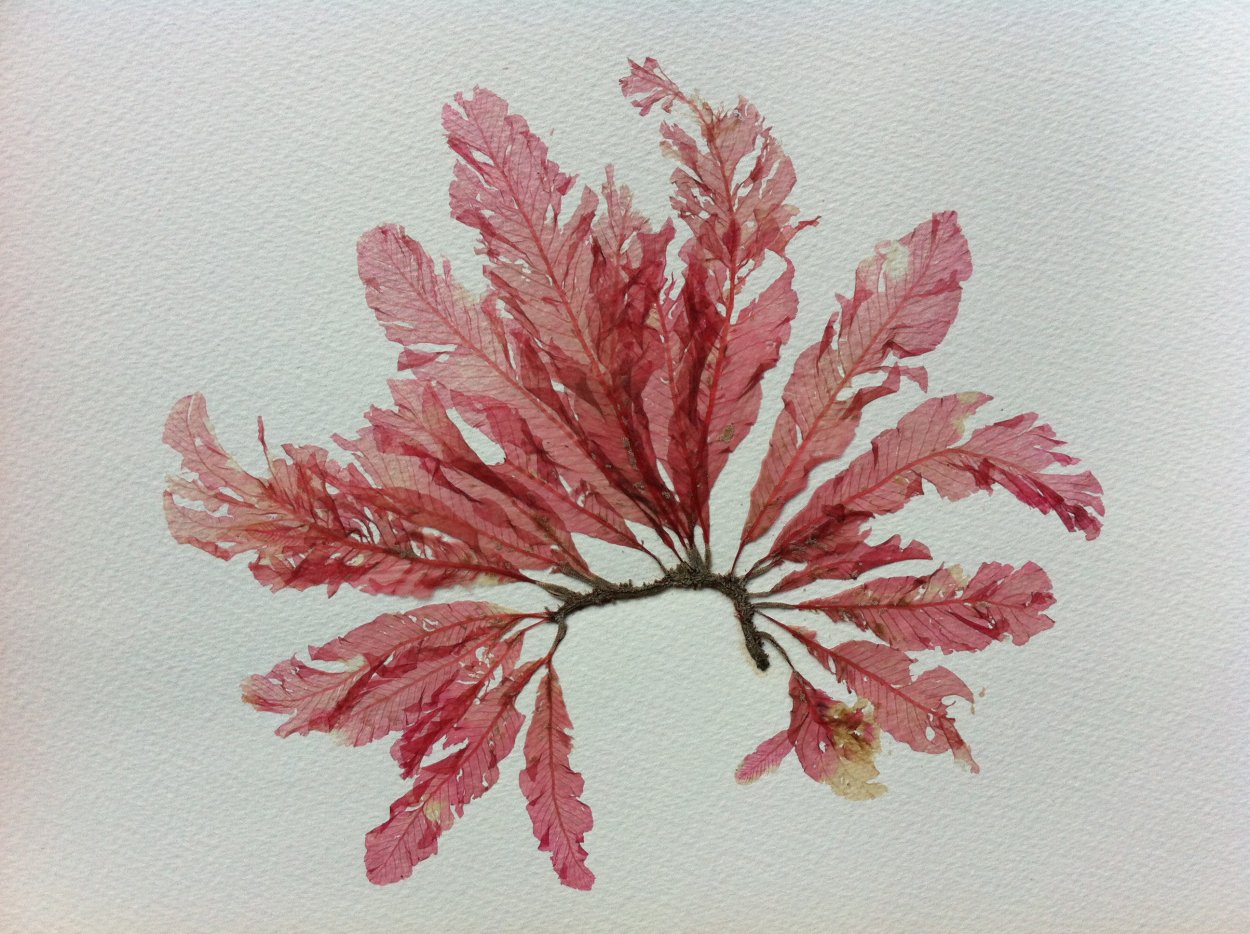 Красные водоросли делессерия