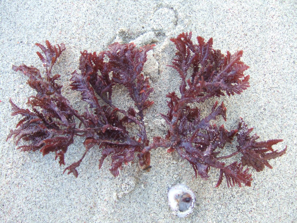 Анфельция порфира