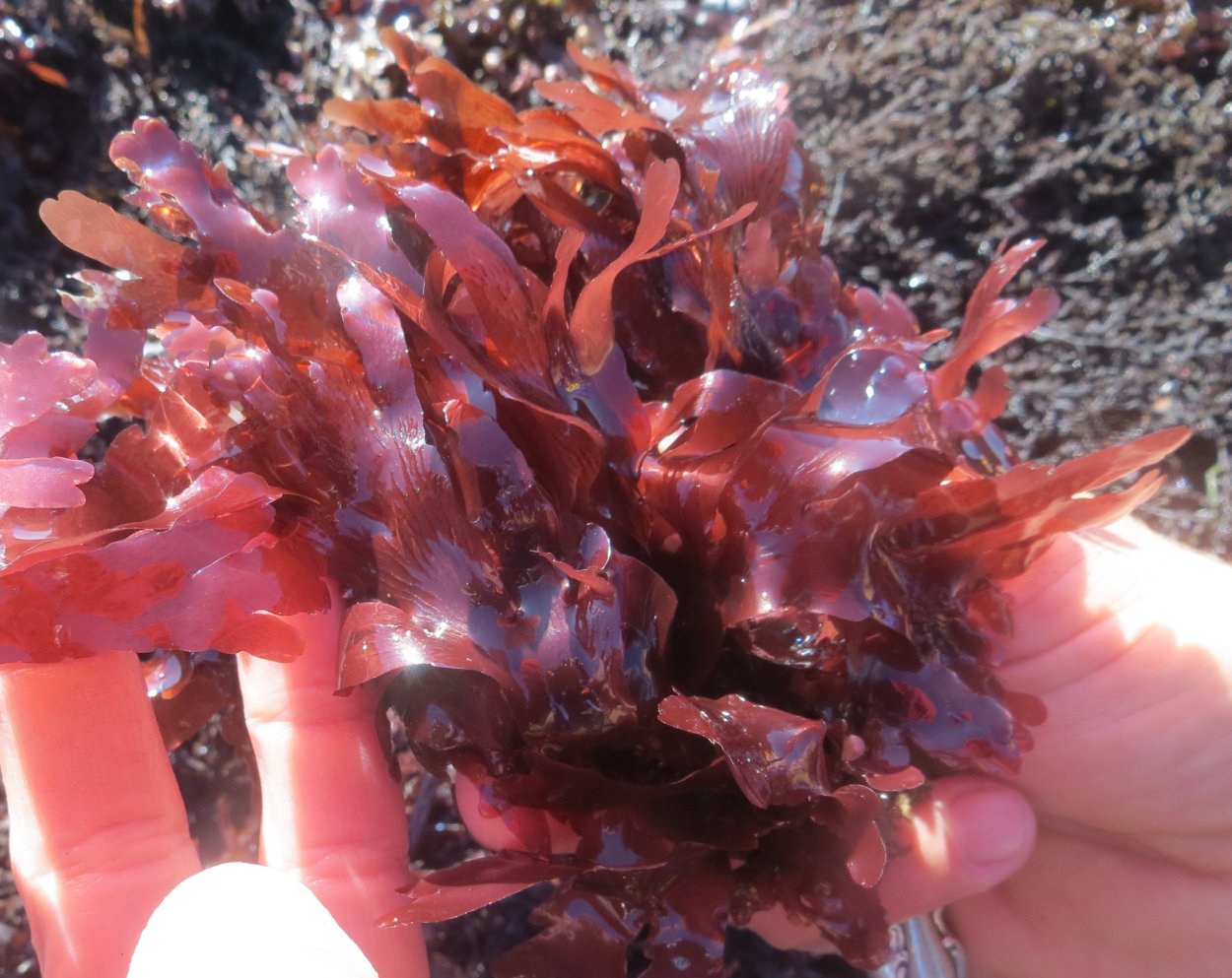 Красные водоросли анфельция