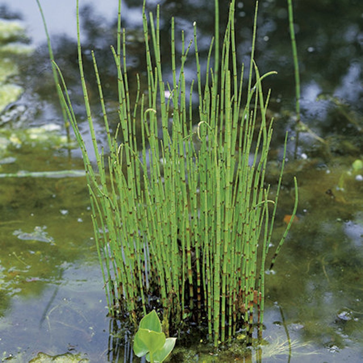 Хвощ зимующий Equisetum hyemale