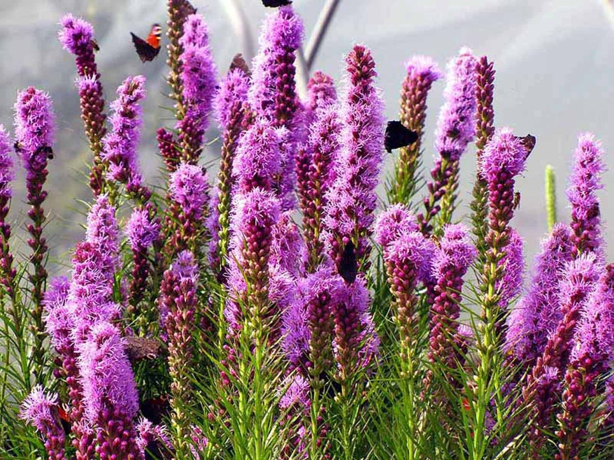Лиатрис колосковый (Liatris spicata Kobold)