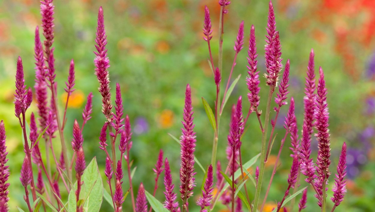 Целозия колосковая Flamingo