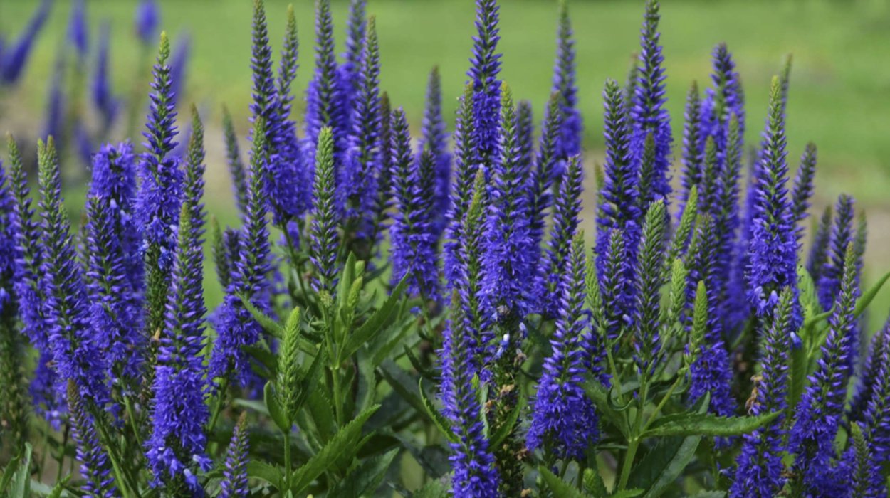 Вероника длиннолистная (Veronica longifolia)