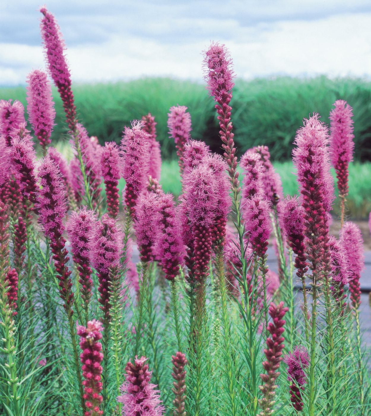 Лиатрис spicata Alba