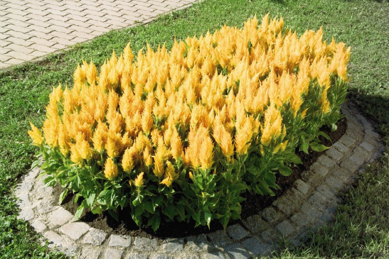 Лиатрис колосковый (Liatris spicata Kobold)