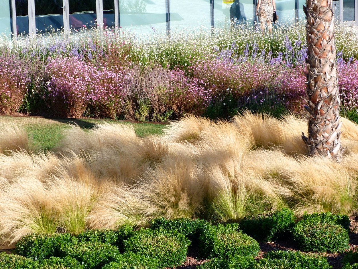 Кортадерия Селло Пинк