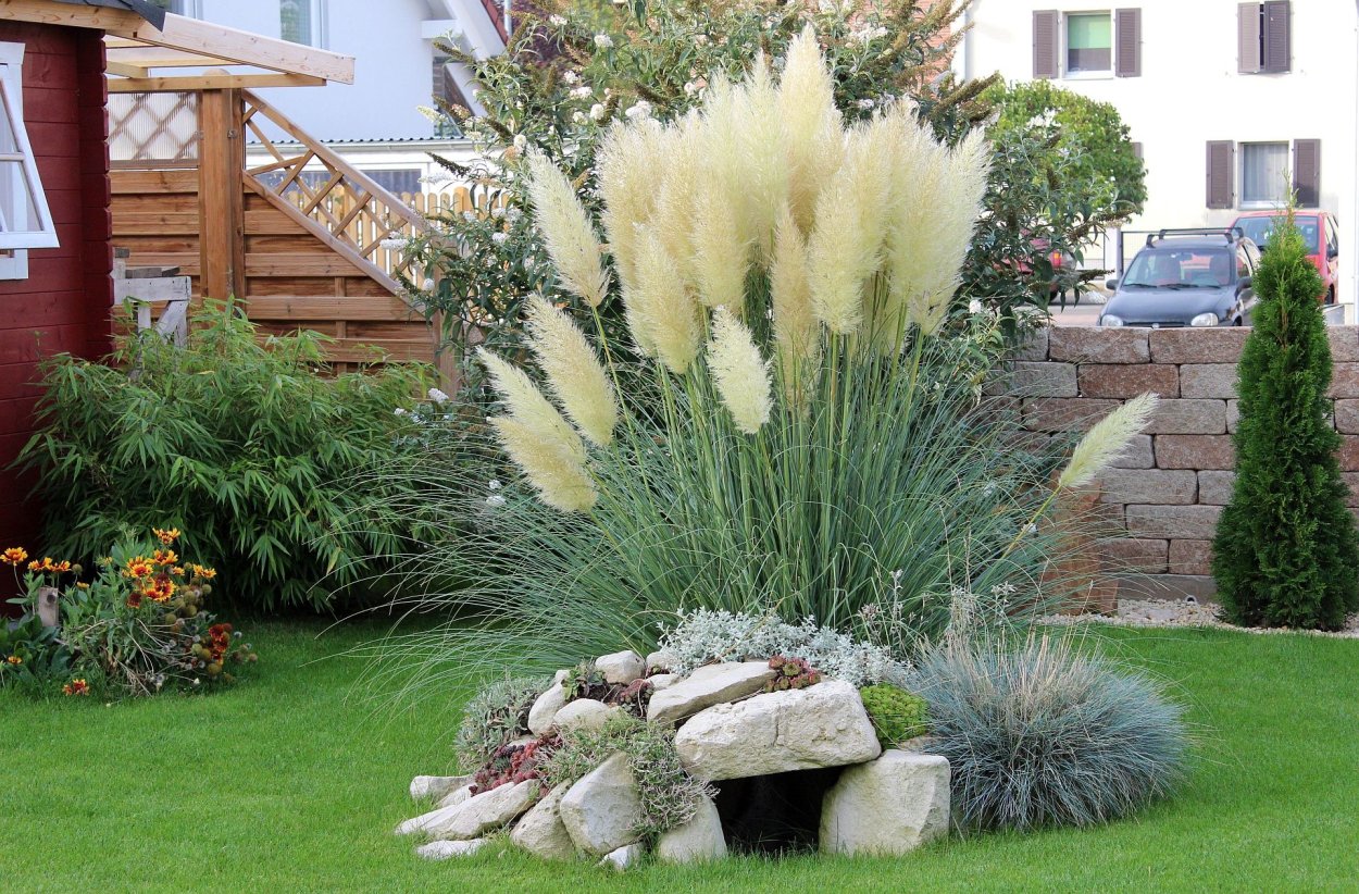 Шалфей Дубравный Viola Klose