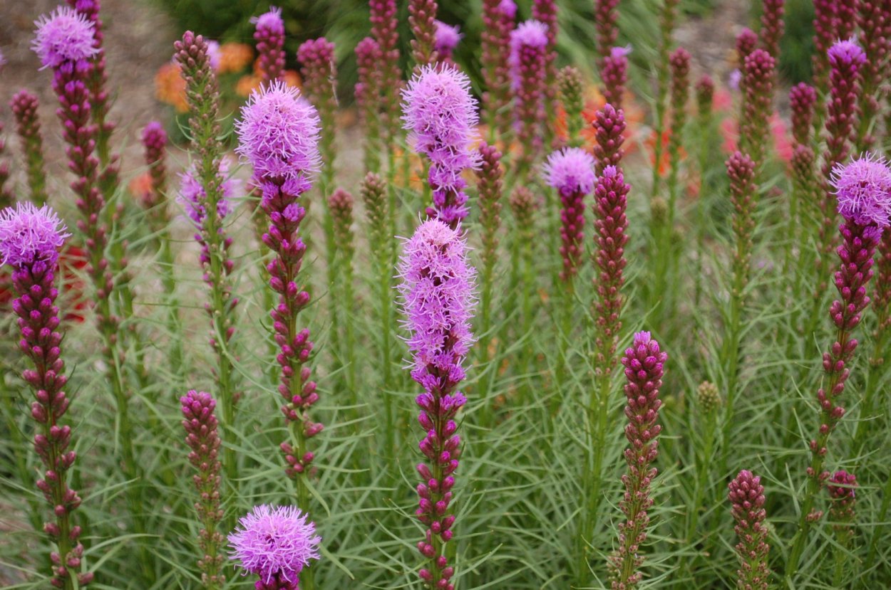 Лиатрис Чарли