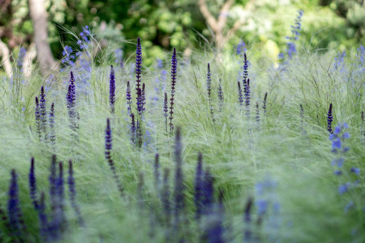 Гортензия злаки шалфей