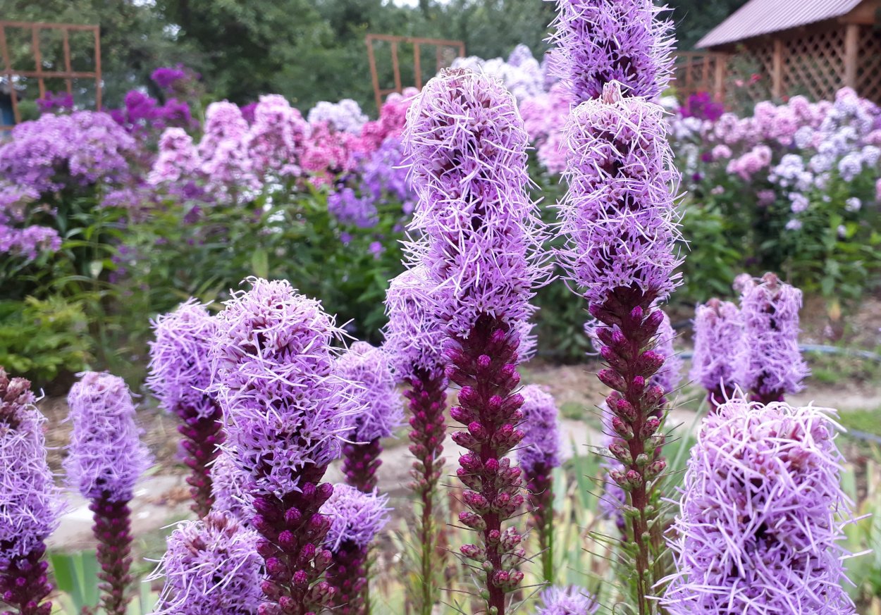 Кортадерия Cortaderia selloana pumila