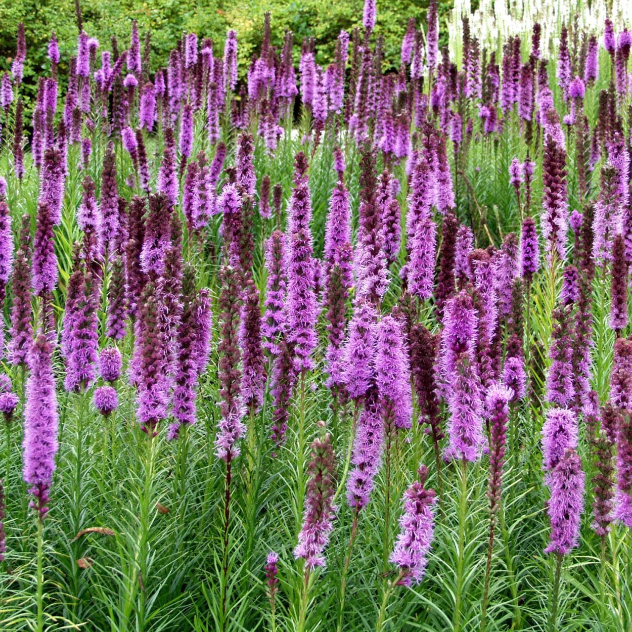 Лиатрис колосковый Кобольд