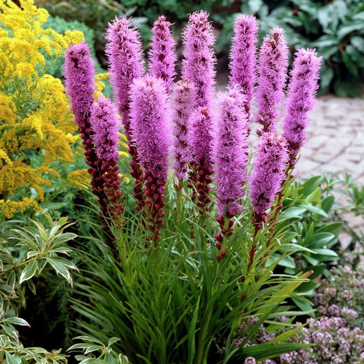 Лиатрис Kobold