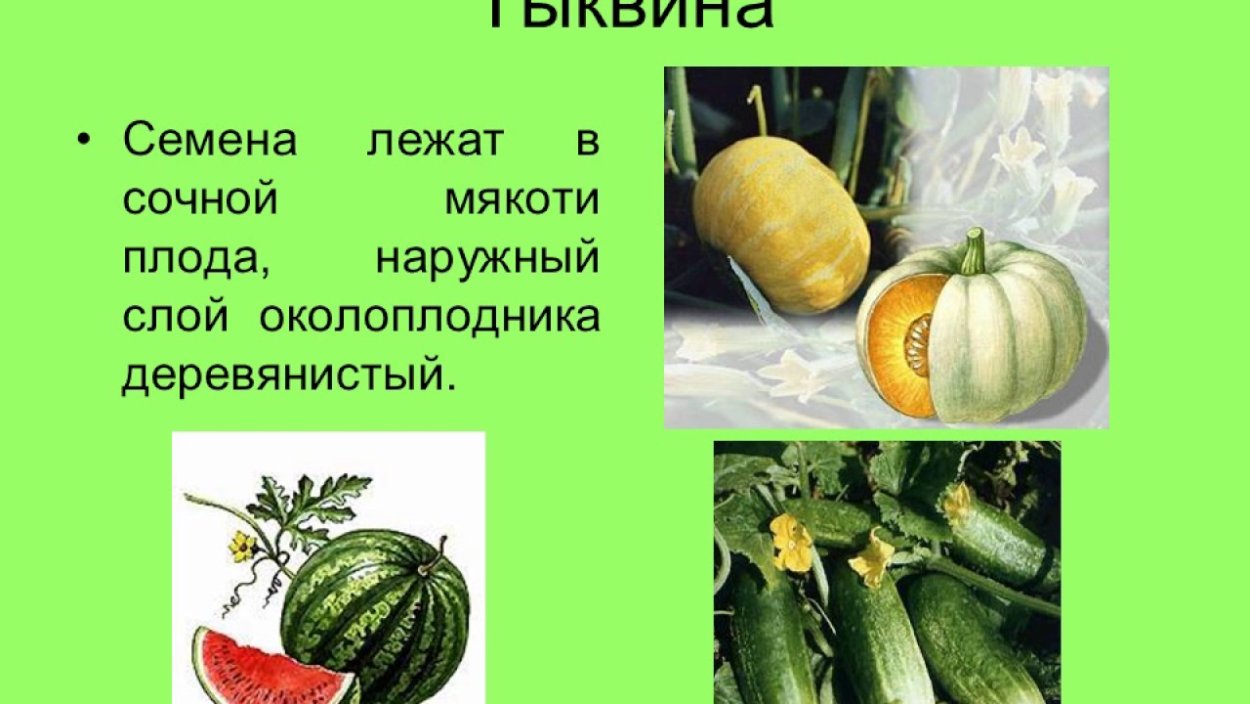 Околоплодник тыквины