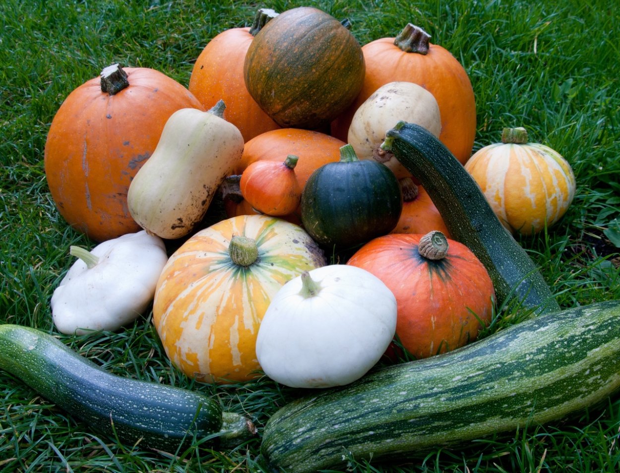 Тыква кабачок патиссон