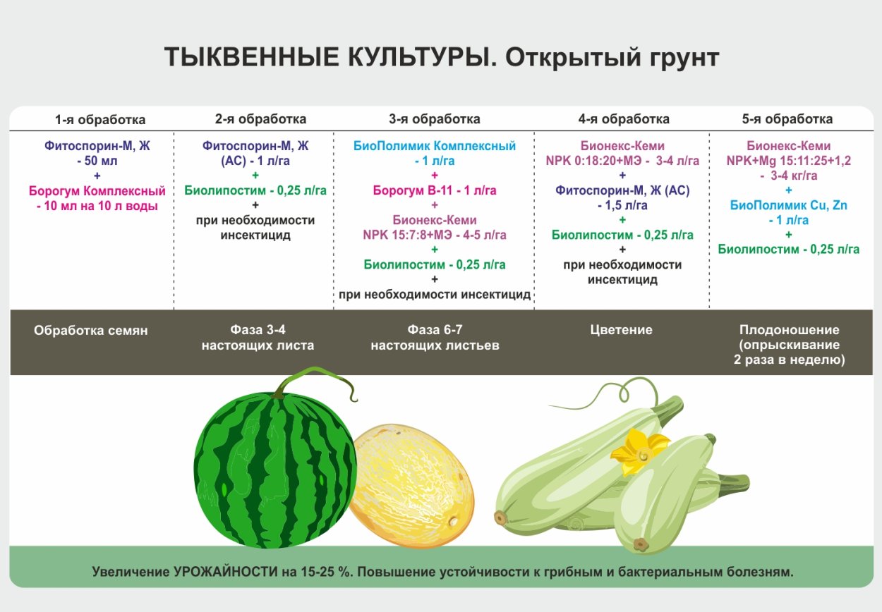 Технология возделывания кабачка таблица
