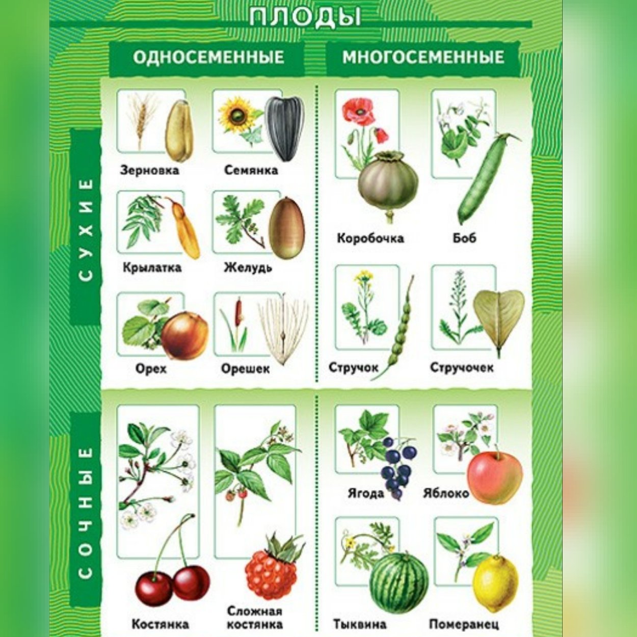 Типы сухих и сочных плодов