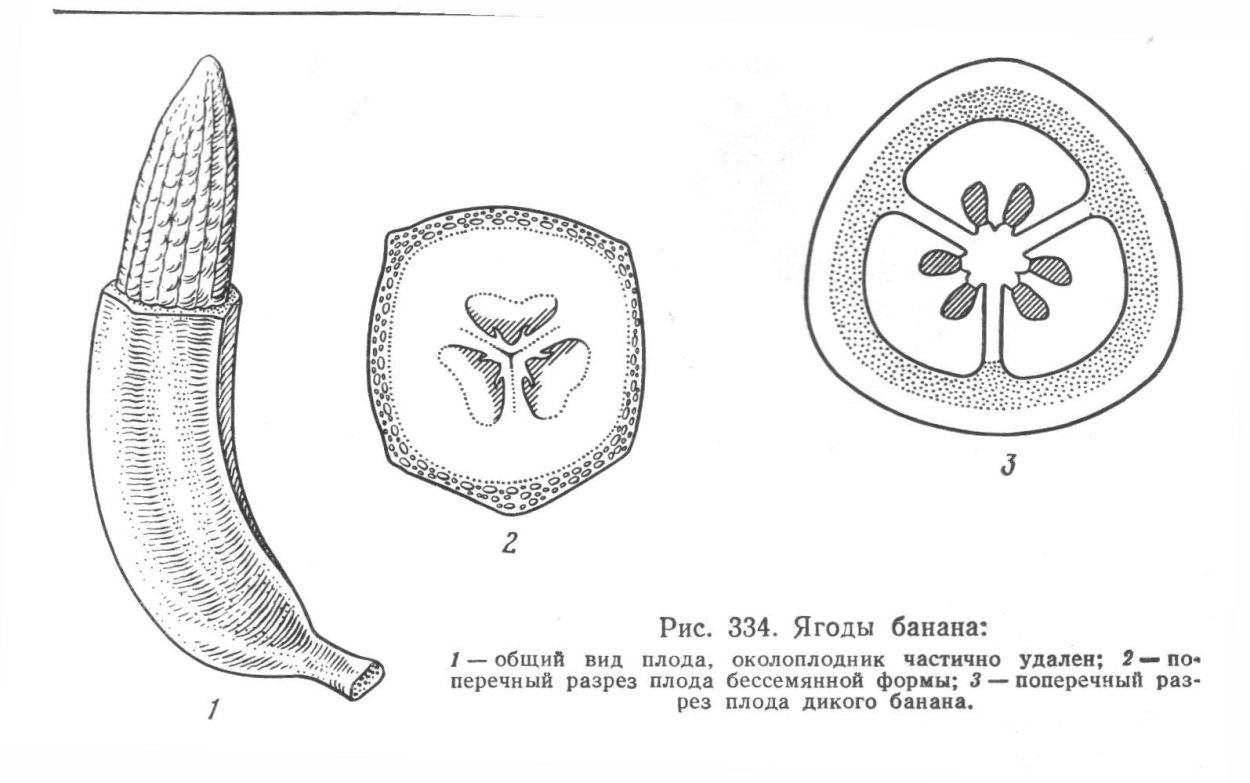 Поперечный срез огурца