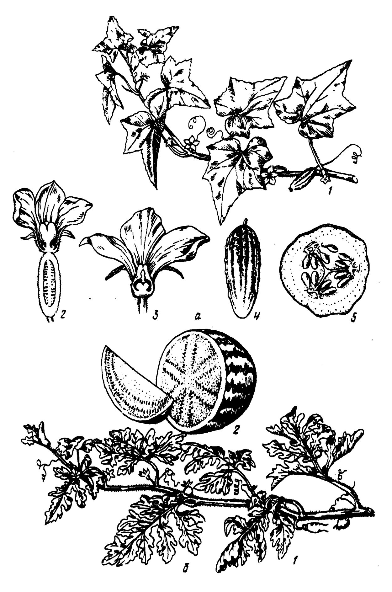 Строение плода Тыквина