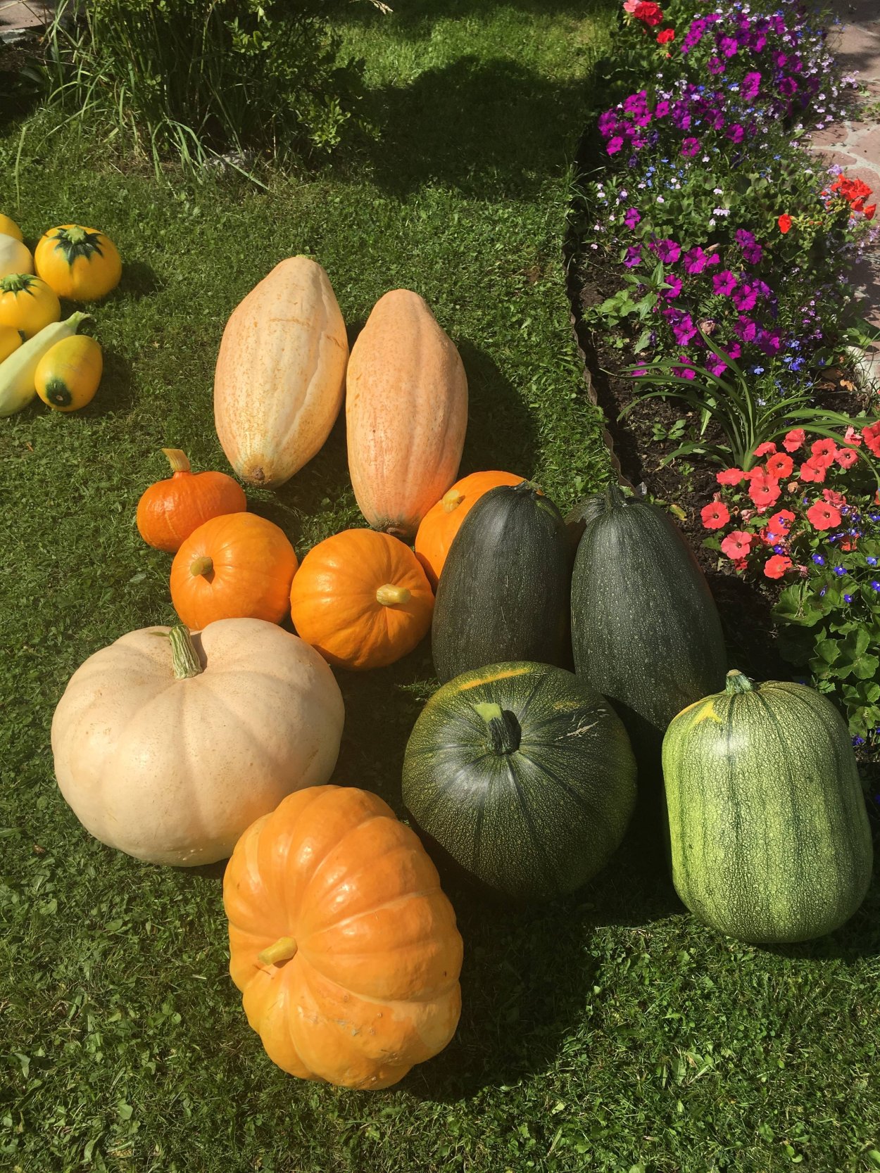 Плод огурца в разрезе