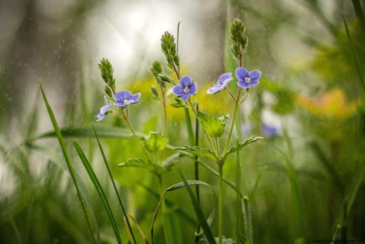 Желтые цветы дикоросы