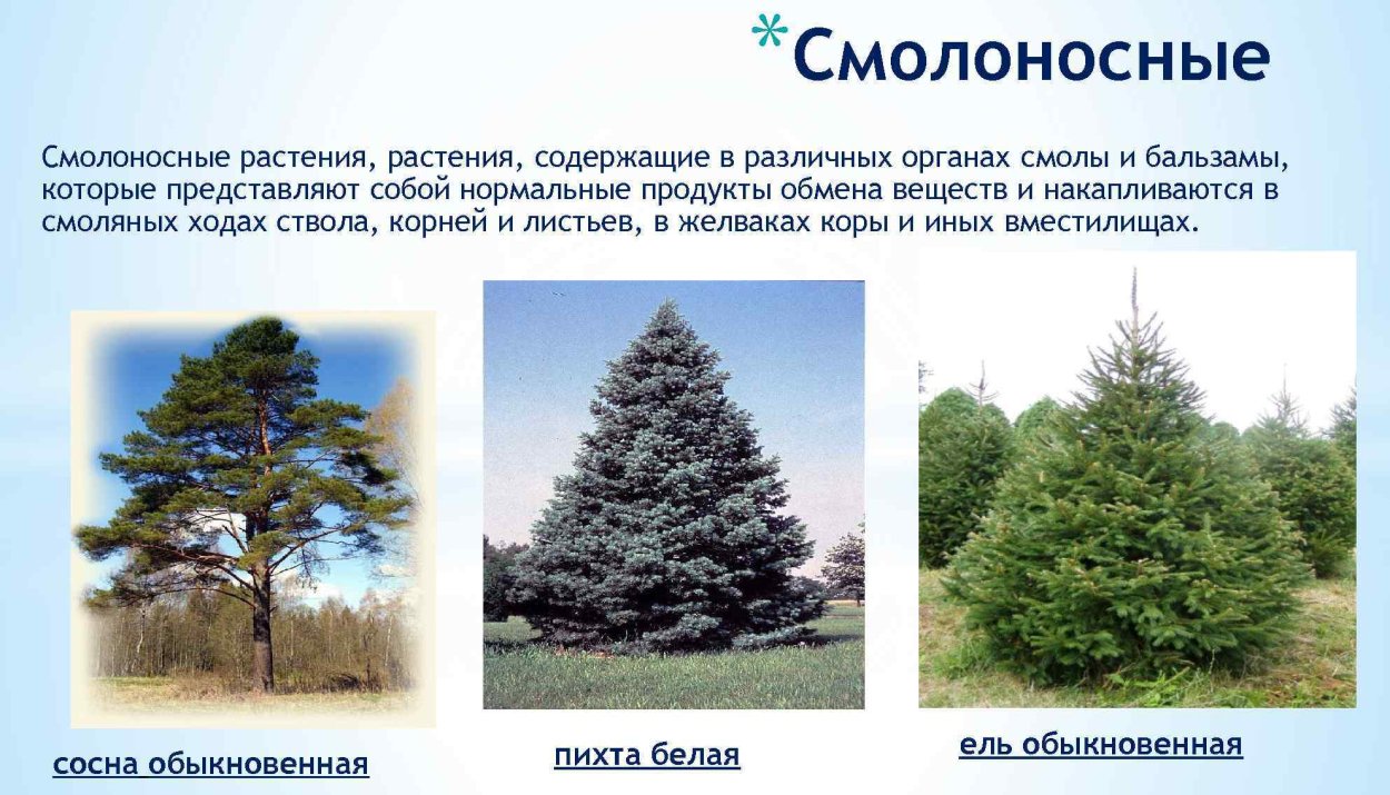 Дикие Смолоносные растения