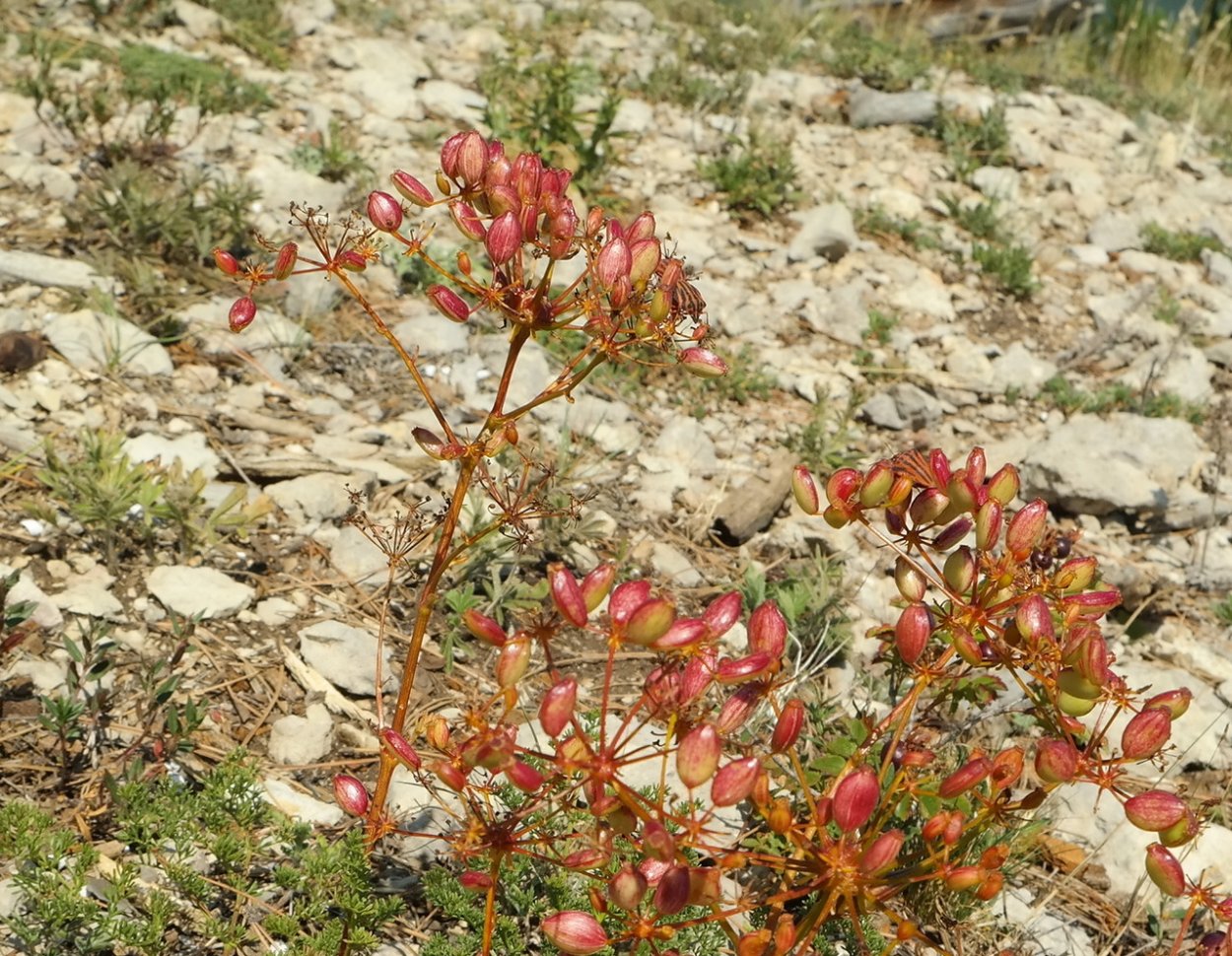 Ферульник смолоносный