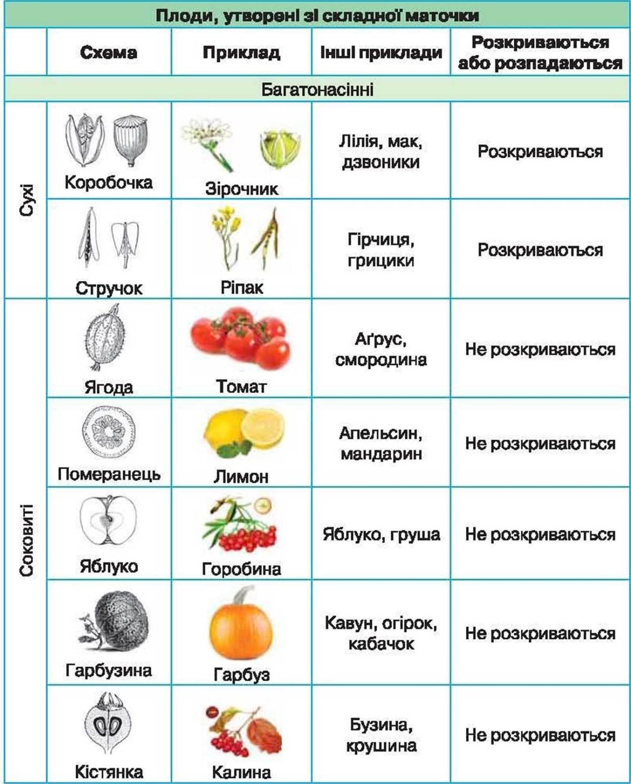 Назовите типы плодов. Типы плодов растений таблица с примерами 6 класс биология. Типы плодов растений 6 класс биология таблица. Плод Тип плода растения таблица. Название плода Тип плода примеры растений таблица.