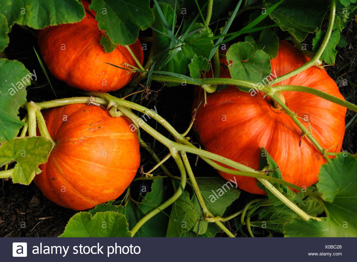 Тыква обыкновенная — Cucurbita Pepo l.