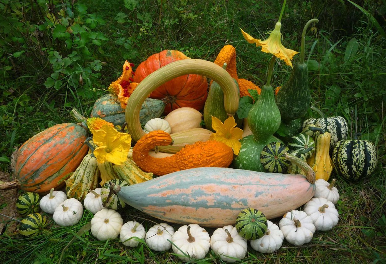 Тыквенные культурные растения