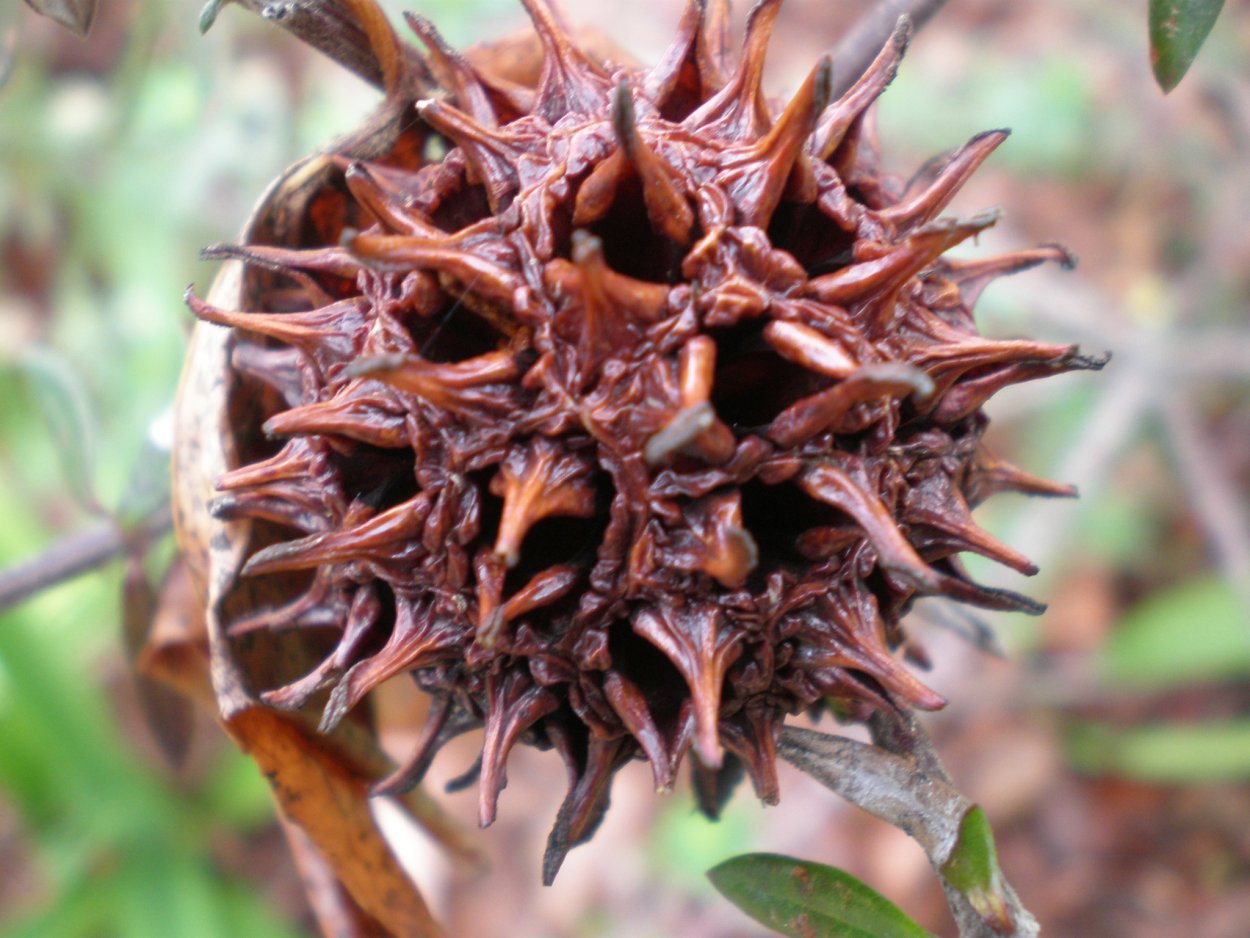 Смолоносные дикорастущие растения