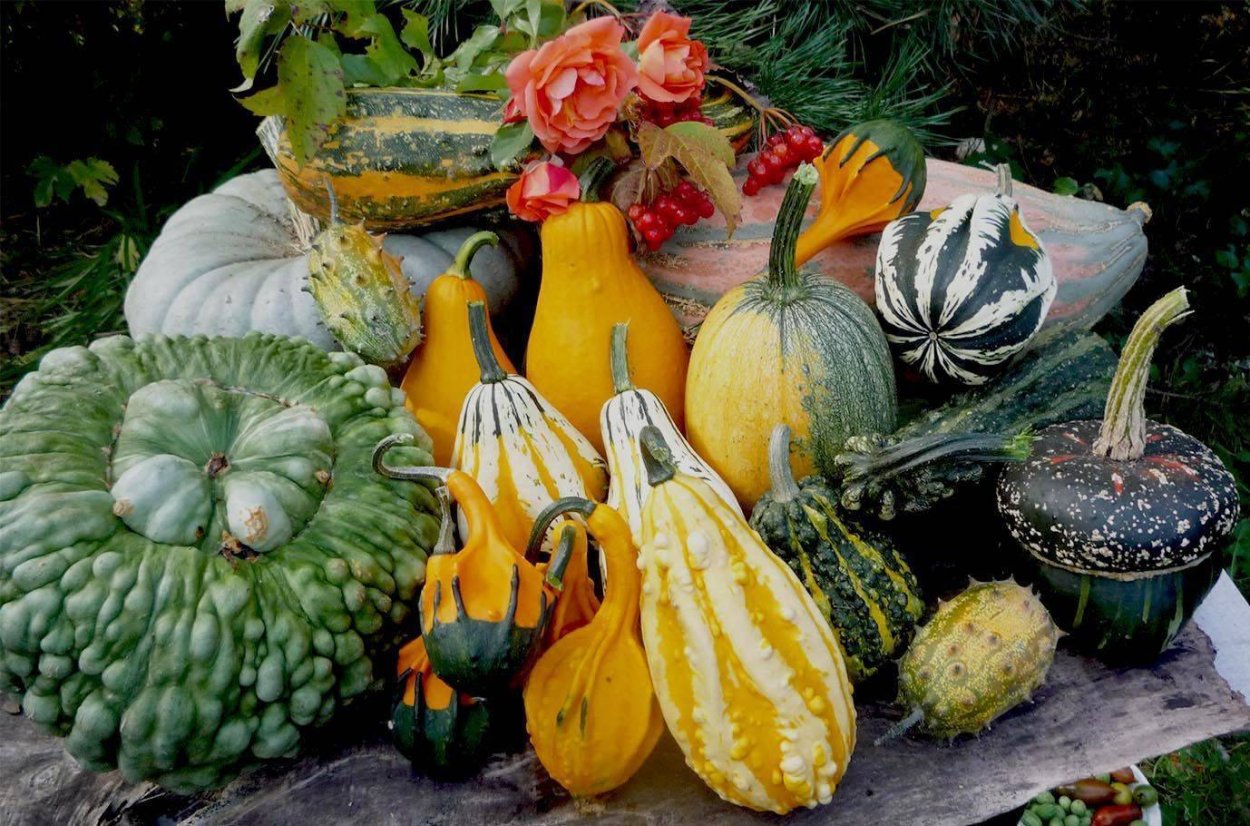 Тыквенные Cucurbitaceae