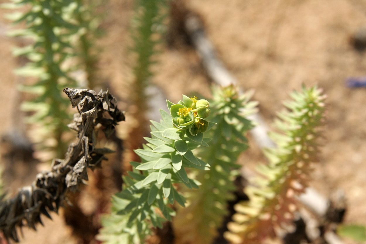 Молочай Прибрежный