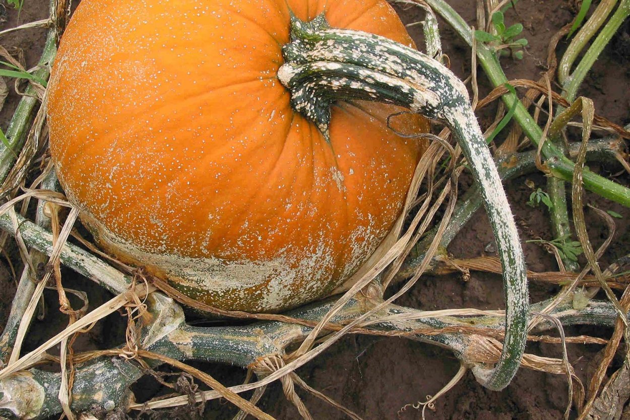 Антракноз тыквы