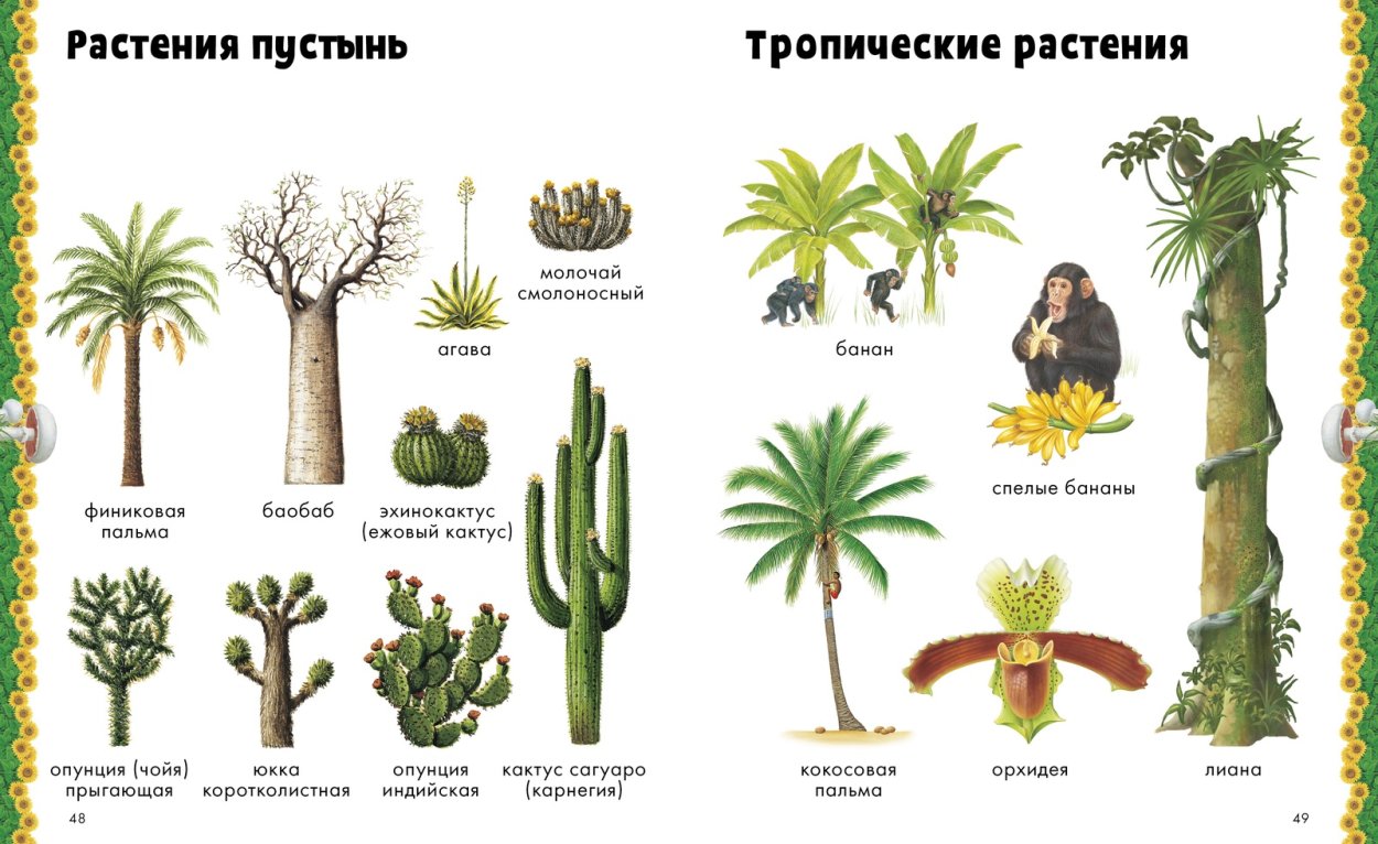 Смолоносные растения примеры