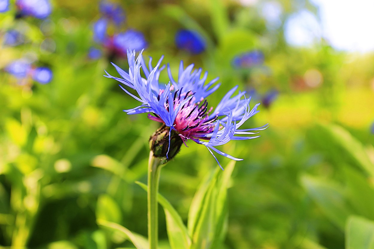 Дикорастущие цветы