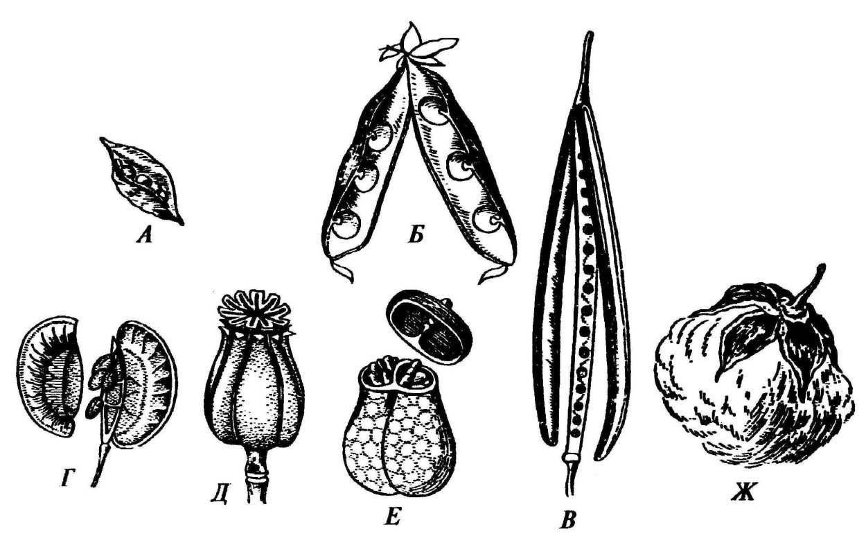 Сухие многосемянные плоды Боб горох