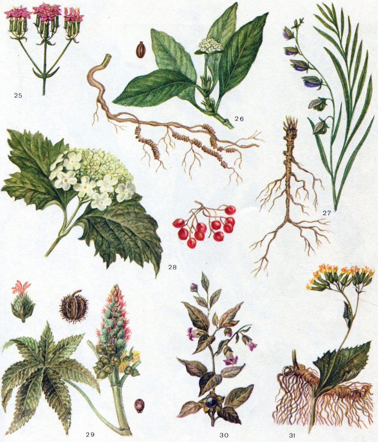 Гладыш шершавый