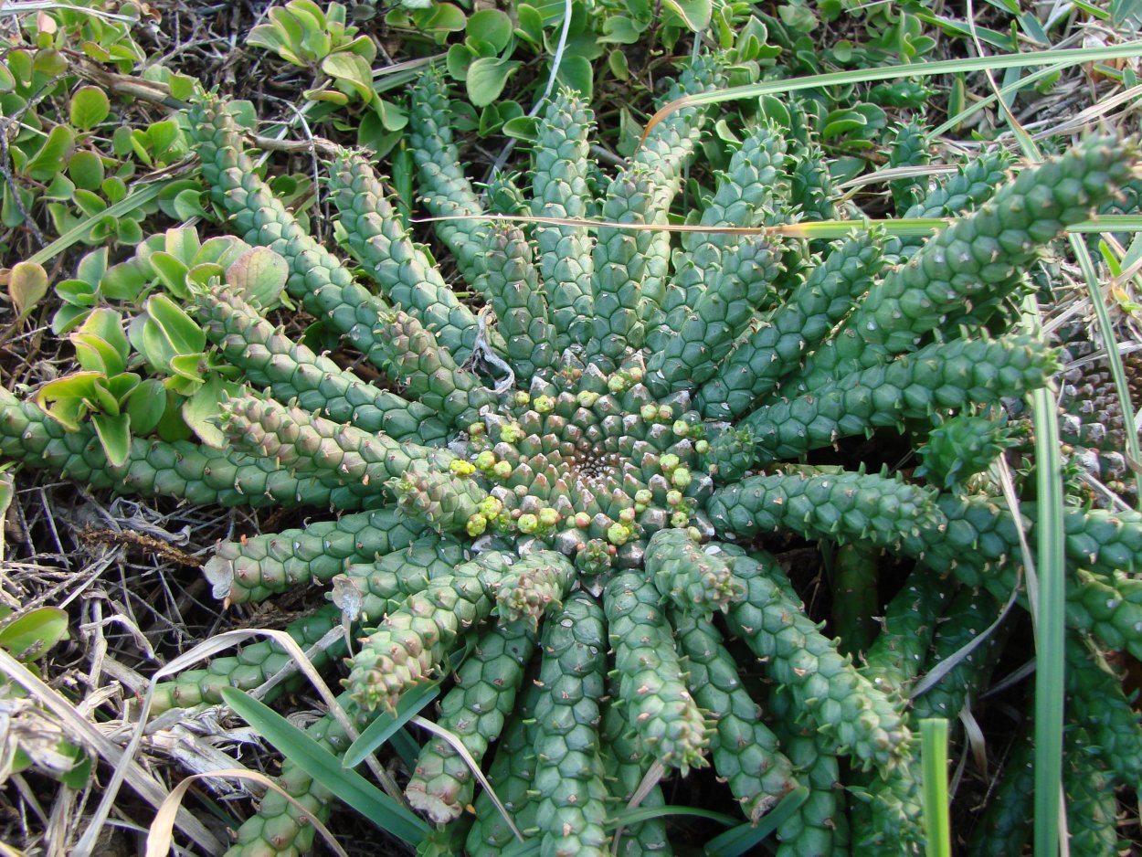 Дикорастущие травы