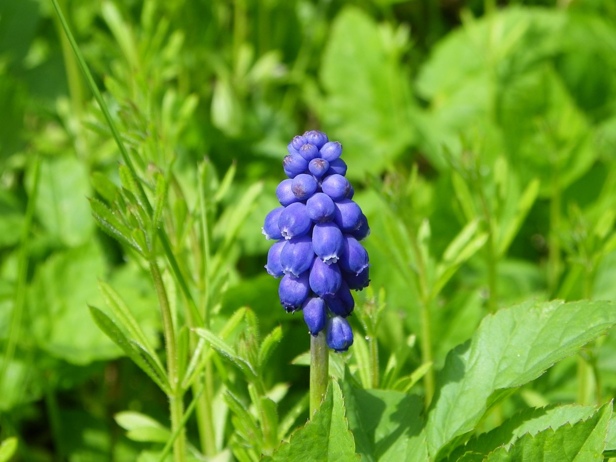 Донник, одуванчик, Клевер, чертополох