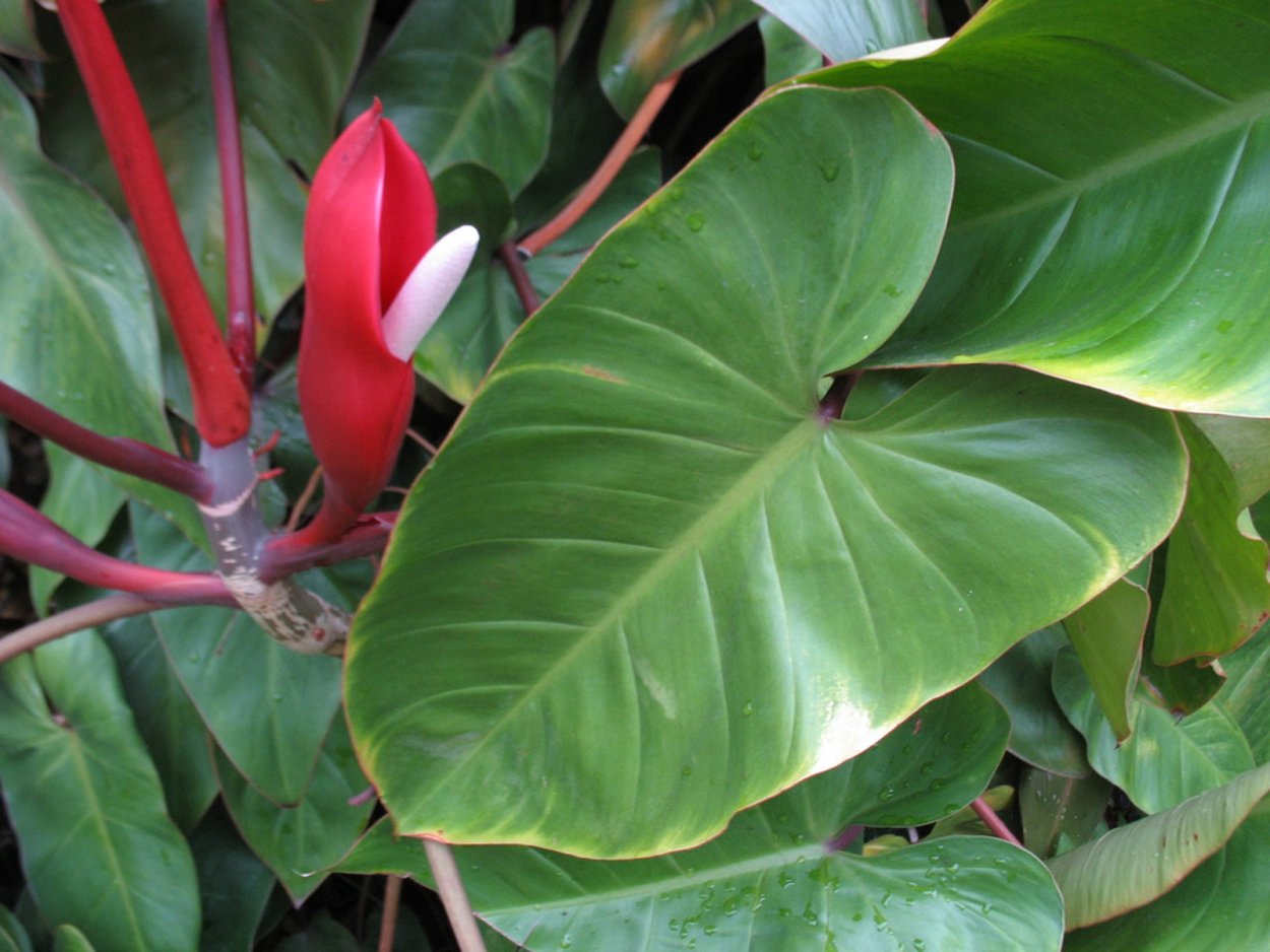Philodendron Red Emerald Филодендрон