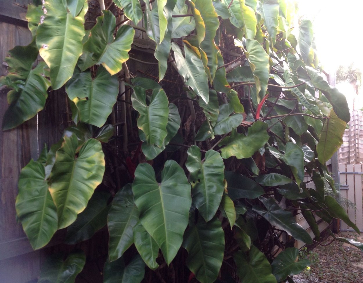 Черенкуем Филодендрон