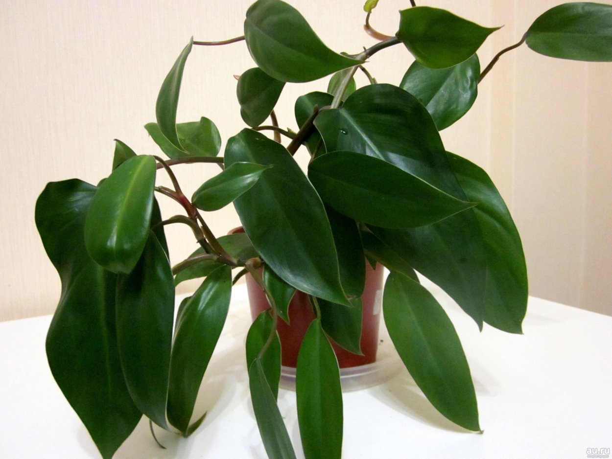 Филодендрон красноватый размножение