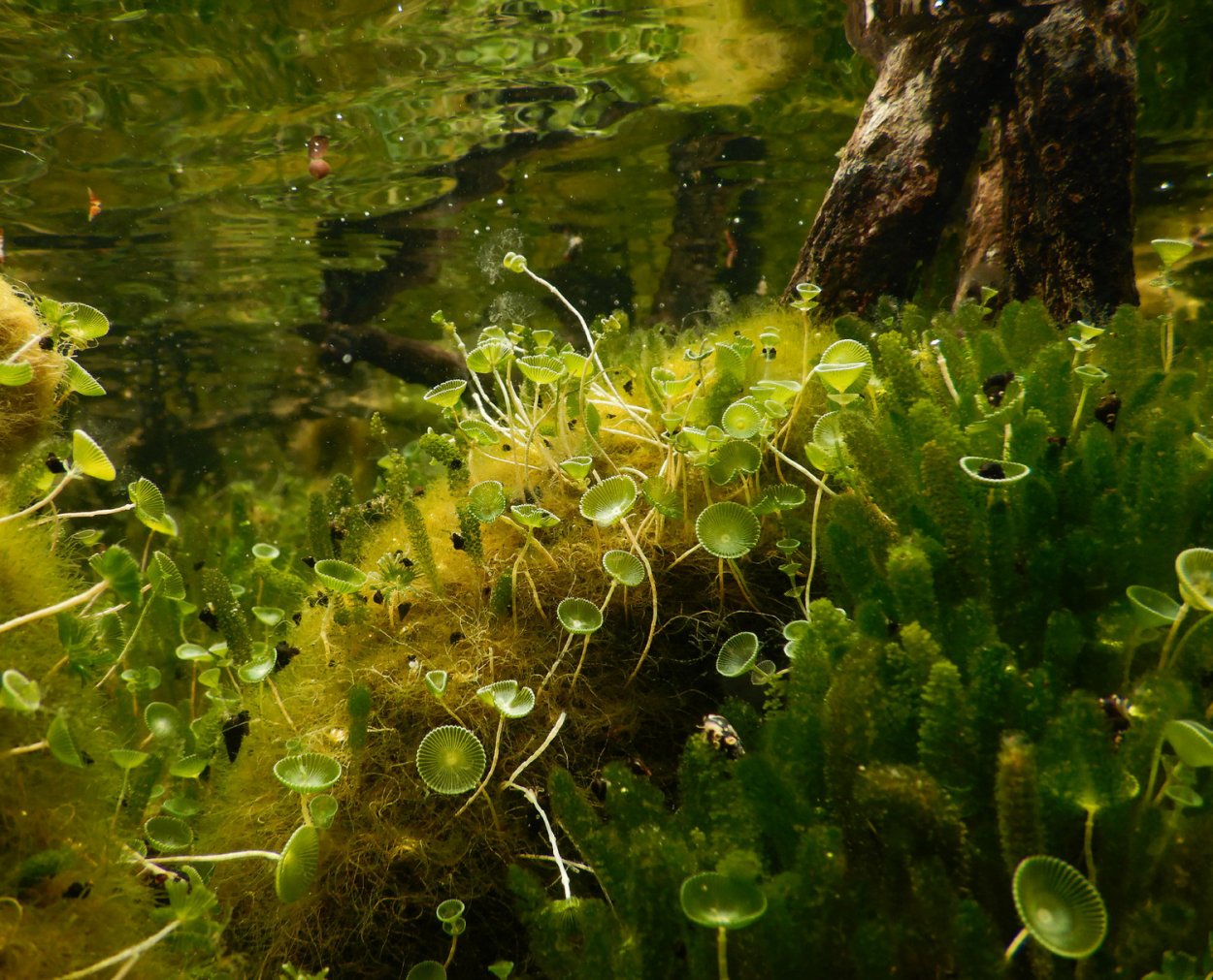 Ацетабулярия одноклеточная водоросль