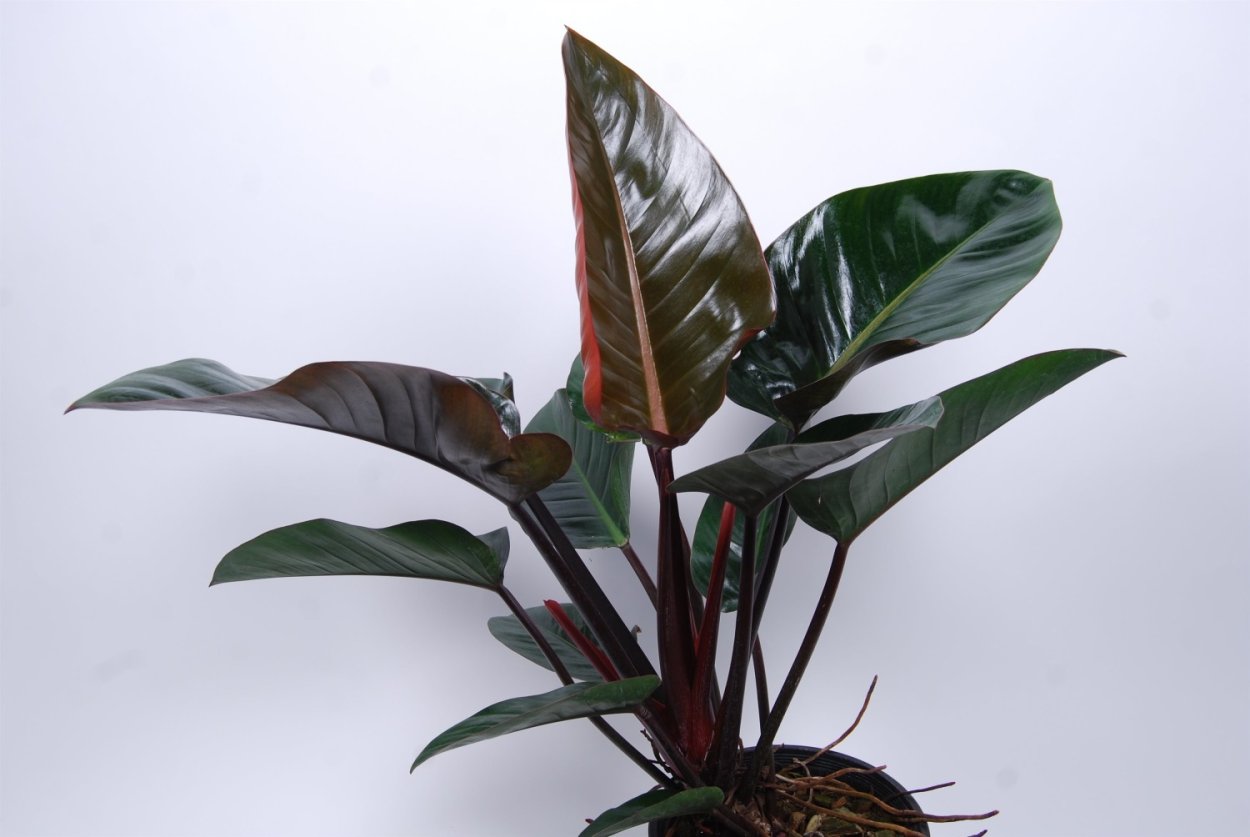 Филодендрон erubescens