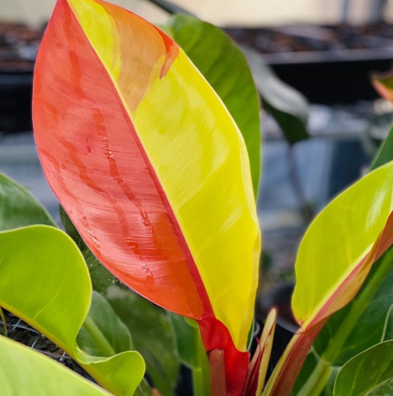 Филодендрон Imperial Red