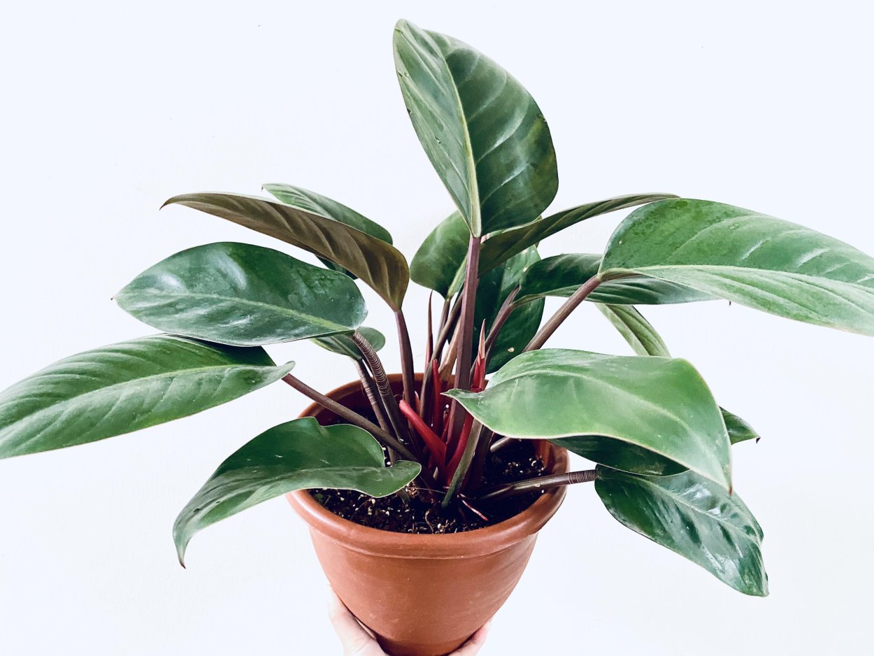 Филодендрон Снежная Королева