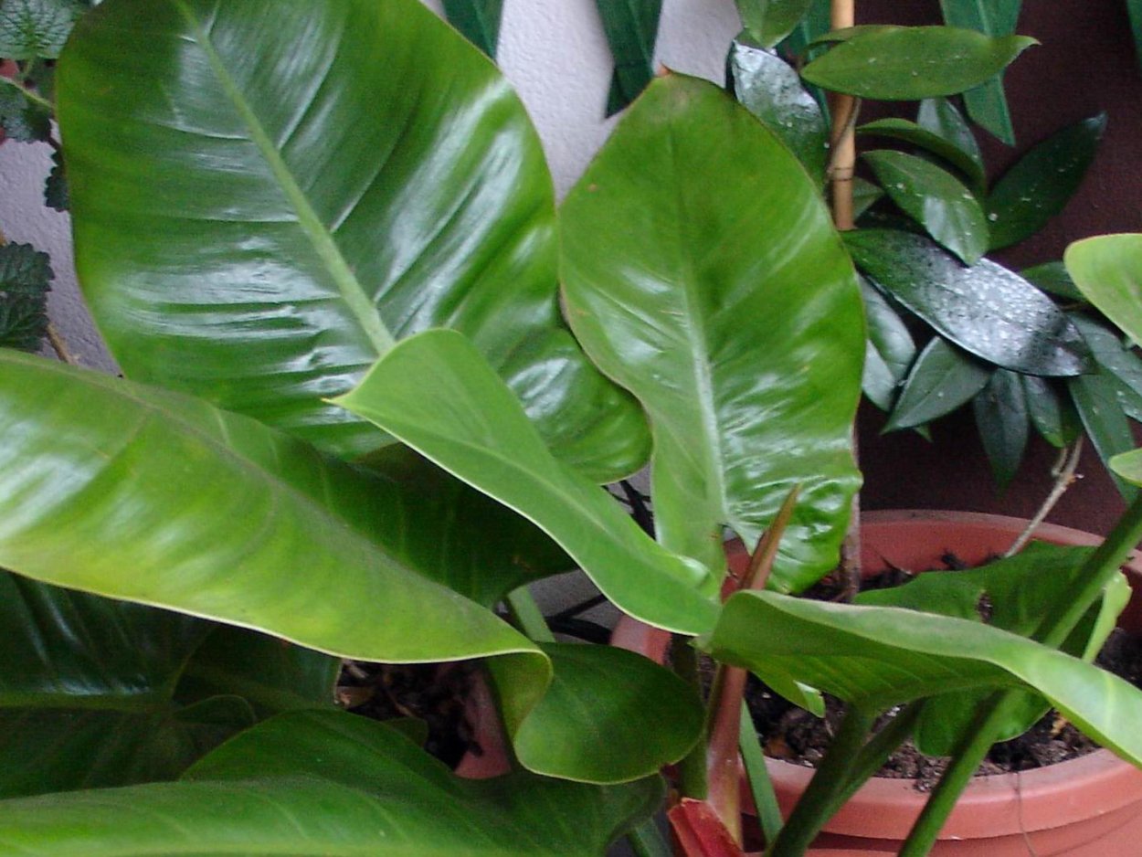 Филодендрон Конго ред