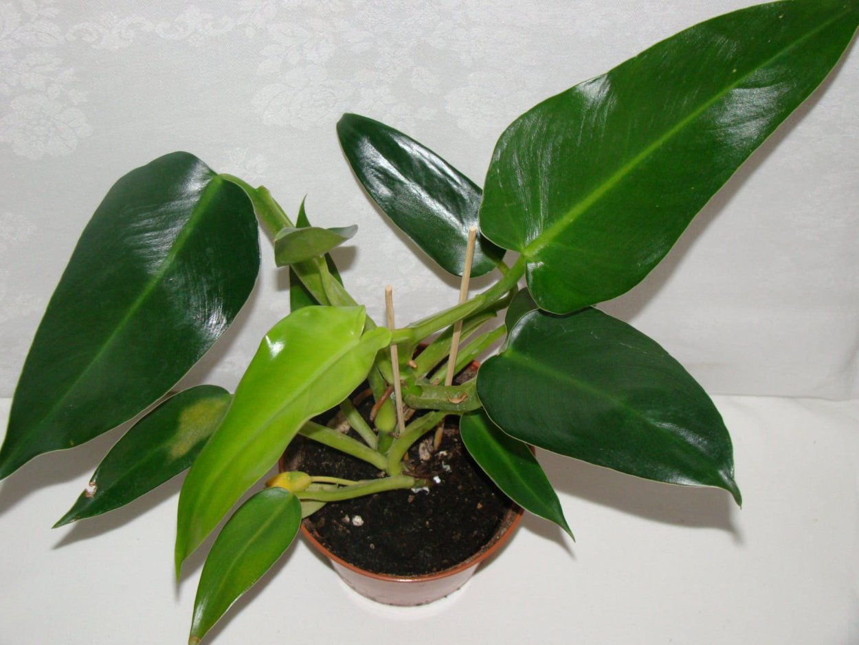 Филодендрон стрелолистный