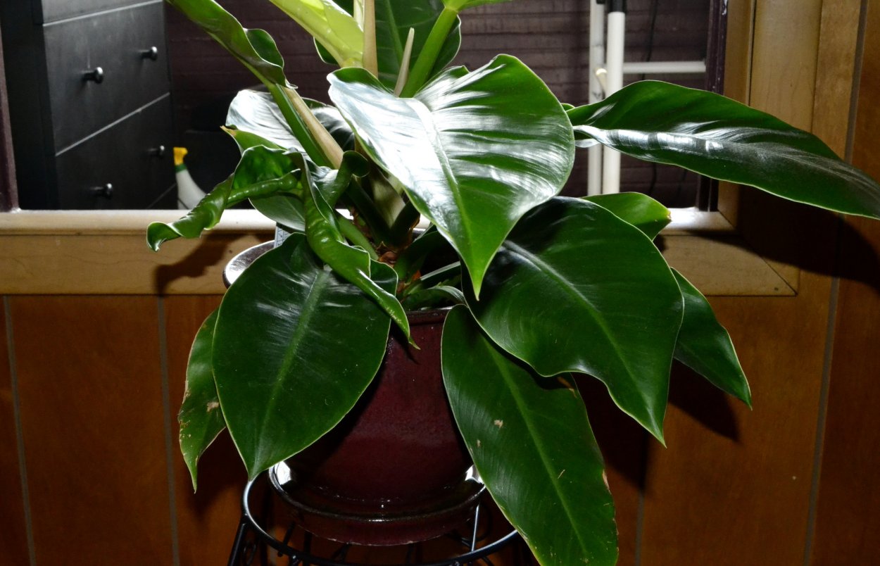 Филодендрон миканс бархатный